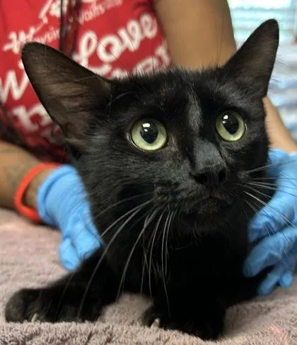 An adult medium-sized female Domestic Short Hair cat named Inky for adoption in Kansas City, MO