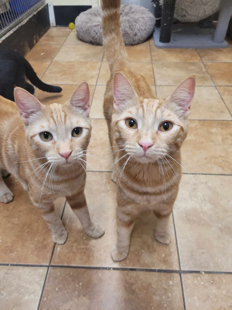 A young medium-sized male Tabby (Orange / Red) Tabby cat named Sergeant Becker for adoption in HEMET, CA