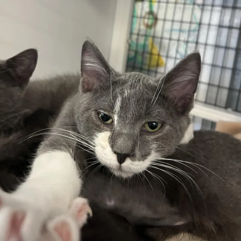 A baby small-sized male Gray / Blue / Silver Domestic Short Hair cat named Paul for adoption in Ruckersville, VA