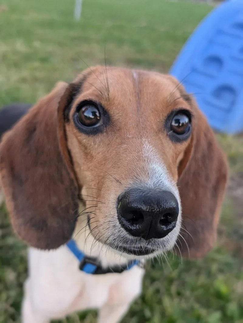A young medium-sized female Beagle dog named Madison for adoption in Cuyahoga Falls, OH