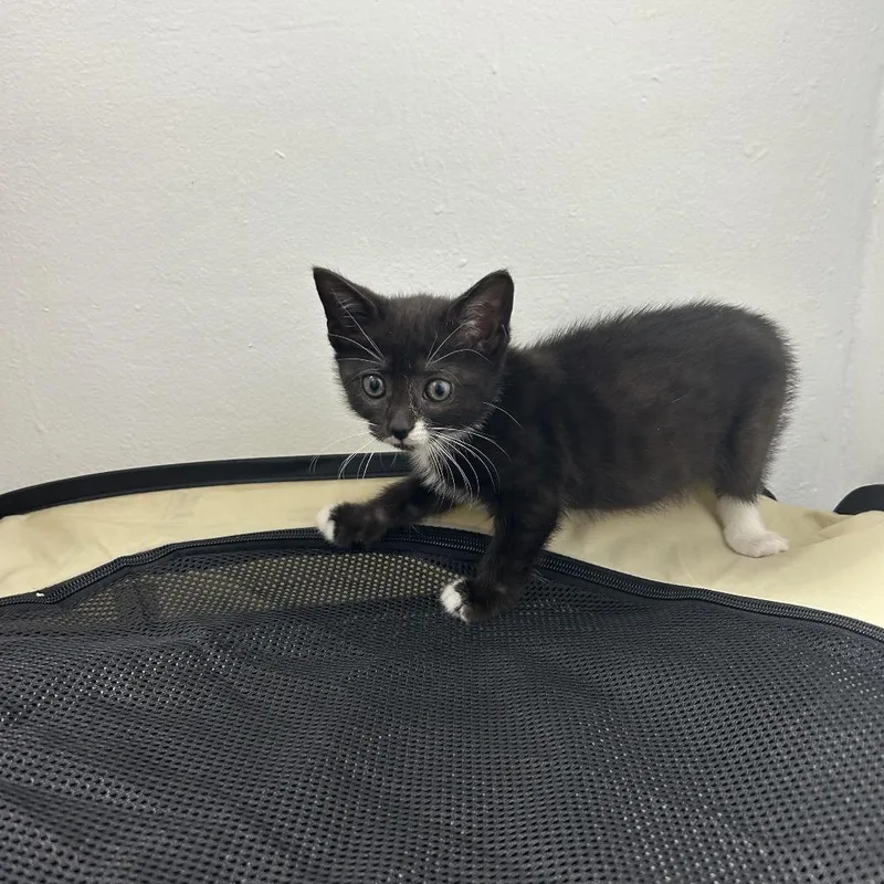 A baby small-sized female Black Domestic Short Hair cat named Curly for adoption in Middle Village, NY