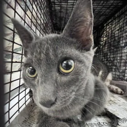 A baby small-sized male Domestic Short Hair cat named Twinkle for adoption in Los Angeles, CA