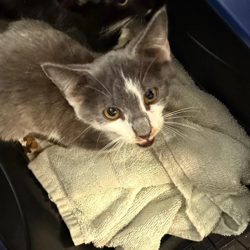 A baby small-sized male Gray / Blue / Silver Domestic Short Hair cat named Whiskey for adoption in Morganton, NC