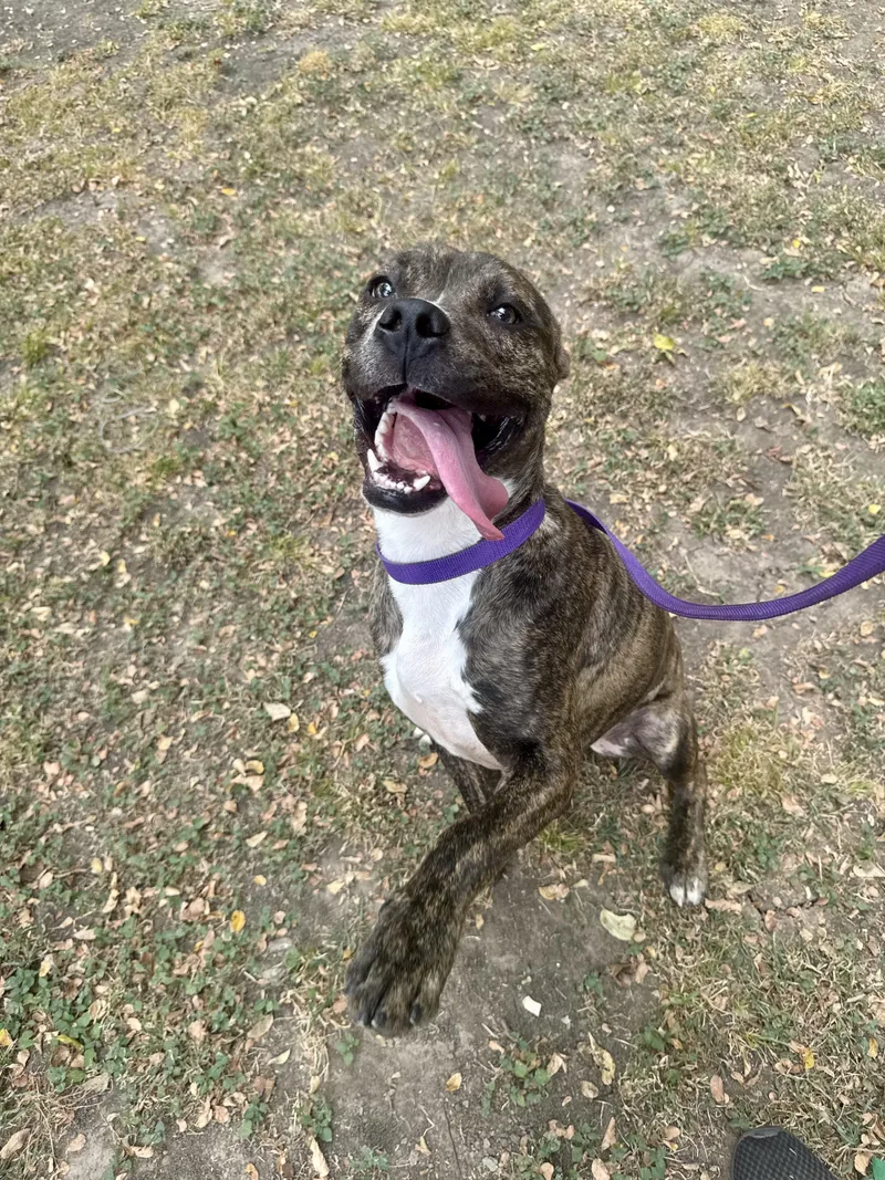 An adult medium-sized male Brindle American Staffordshire Terrier dog named Squeakers for adoption in Sherman, TX
