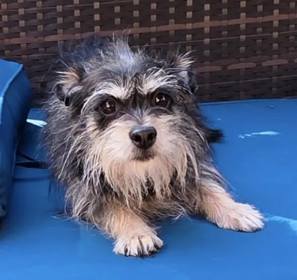 An adult small-sized female Standard Schnauzer dog named Zuma for adoption in Thomasville, NC