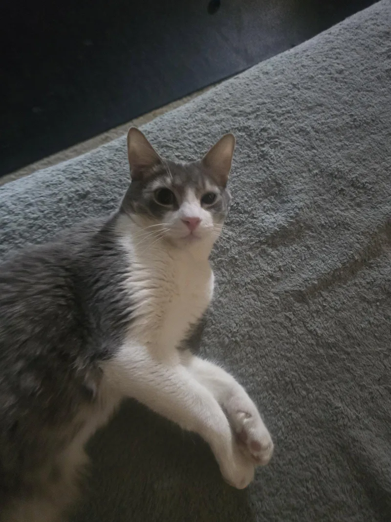 A baby medium-sized male Domestic Short Hair cat named Orlando for adoption in Glendale, AZ