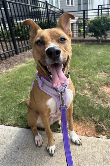 An adult medium-sized female Mixed Breed dog named Marlee for adoption in Charlotte, NC