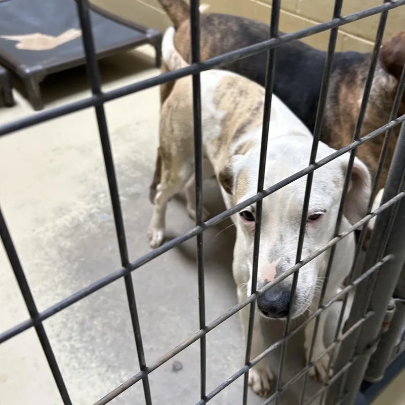 Spanky Gooch thumbnail 2