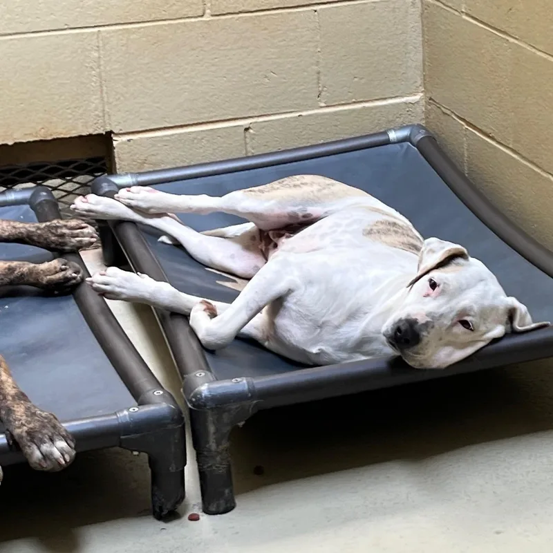 Spanky Gooch thumbnail 3