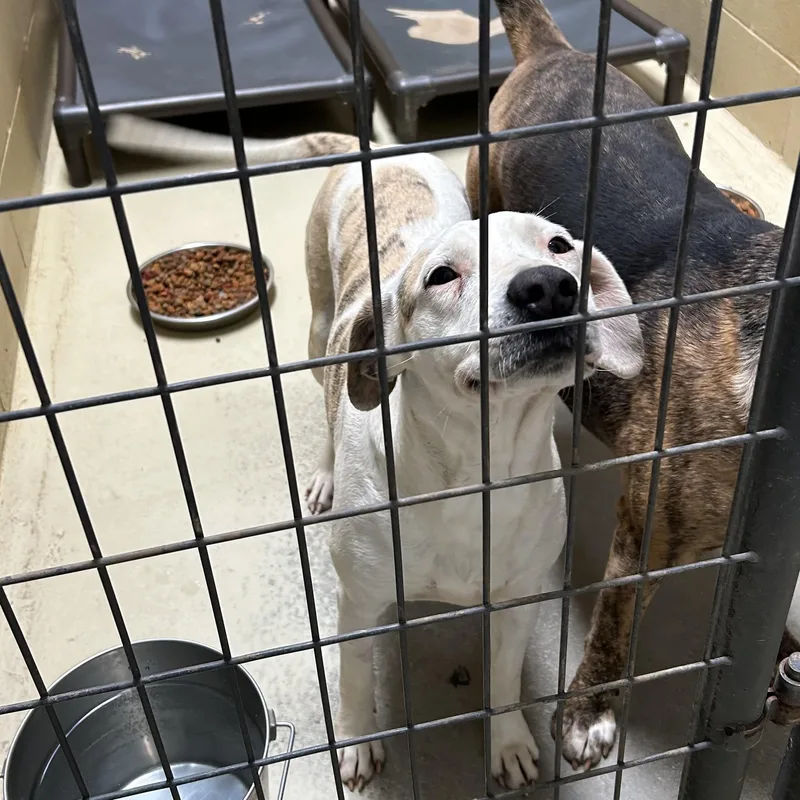 Spanky Gooch thumbnail 4