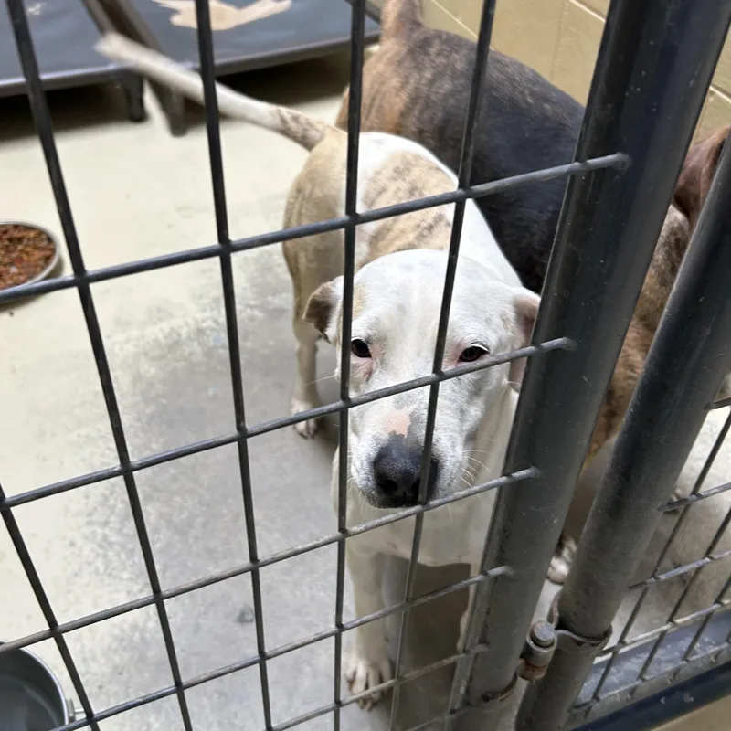 Spanky Gooch thumbnail 5