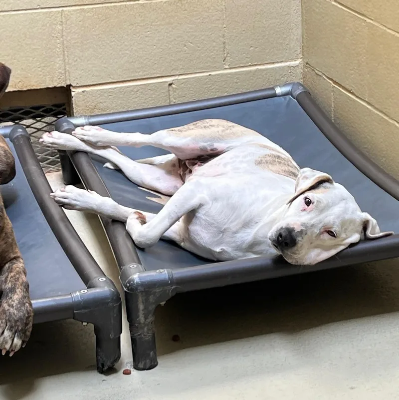 Spanky Gooch thumbnail 6