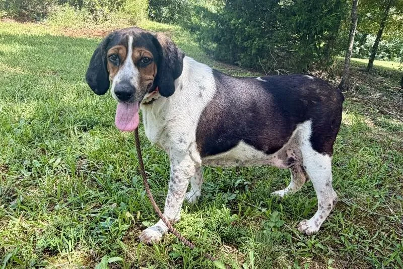 A senior medium-sized female Tricolor (Brown, Black, & White) Treeing Walker Coonhound dog named Lady for adoption in Maryville, TN