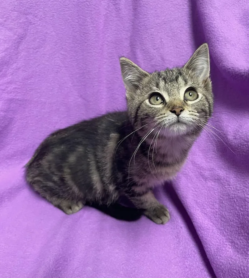 A baby medium-sized female Domestic Short Hair cat named CandyCorn for adoption in Jackson, MI