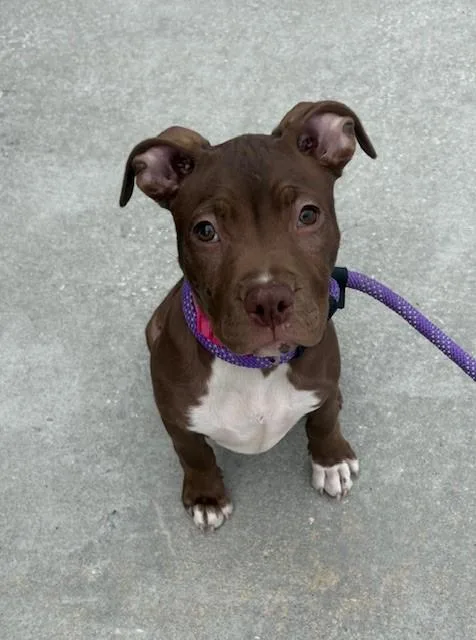A baby small-sized female Labrador Retriever dog named Biscuit for adoption in Brunswick, GA
