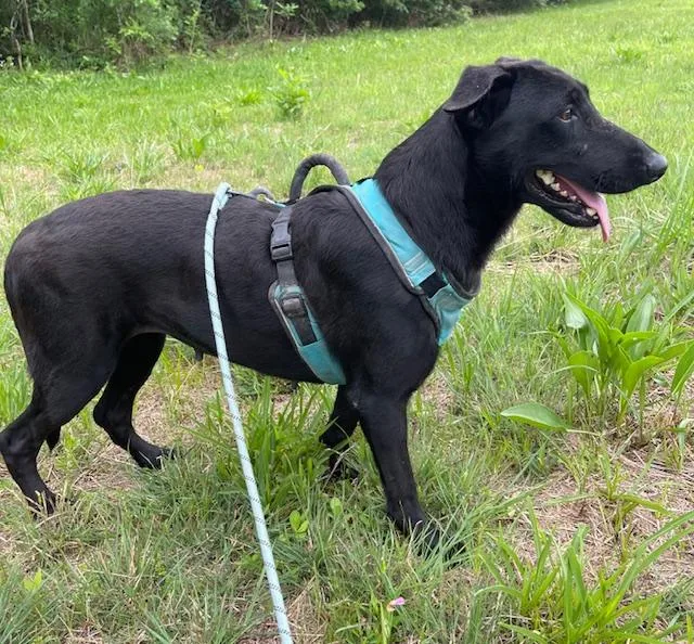 Buttercup thumbnail 4