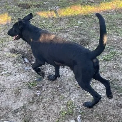 Buttercup thumbnail 5