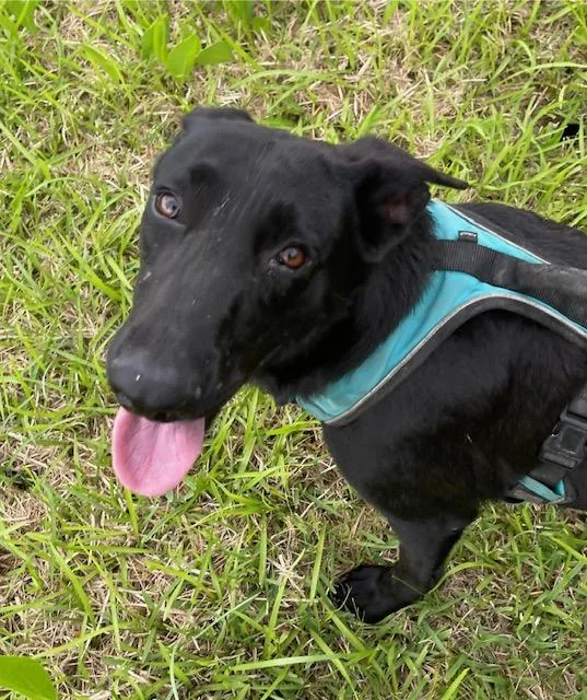 A young medium-sized female Black German Shepherd Dog dog named Buttercup for adoption in Brookeville, MD