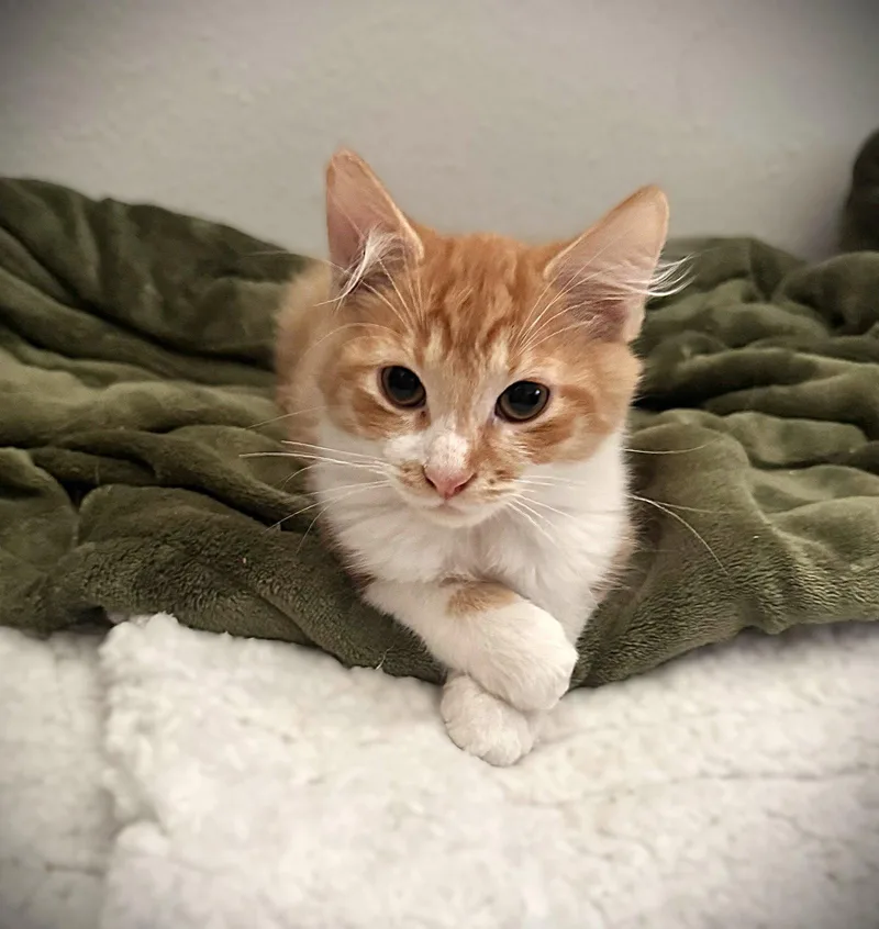 A baby medium-sized male Domestic Medium Hair cat named Titus for adoption in Fort Myers, FL