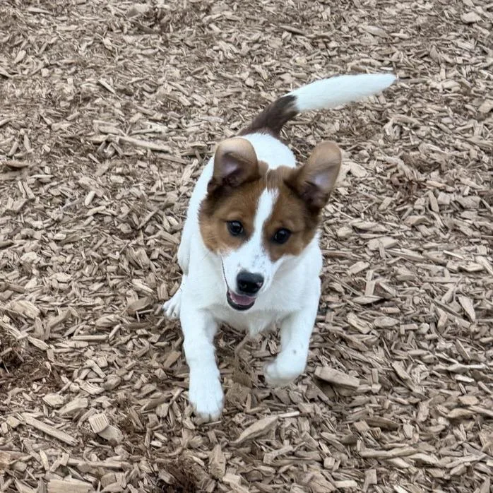 A young small-sized male White / Cream Jack Russell Terrier dog named Jett for adoption in Tacoma, WA