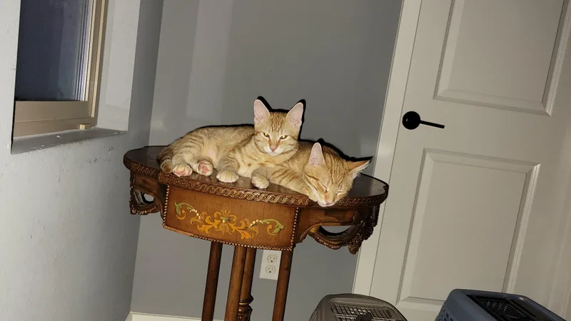 A baby small-sized male Orange / Red Domestic Short Hair cat named Milo for adoption in San Juan Capistrano, CA