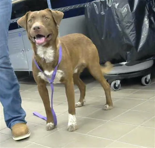 A young medium-sized male Pit Bull Terrier dog named Potato for adoption in Albuquerque, NM