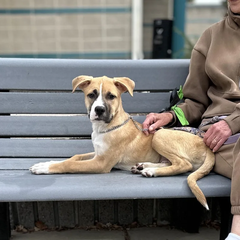 A baby medium-sized male Mixed Breed dog named Felix for adoption in Dublin, CA