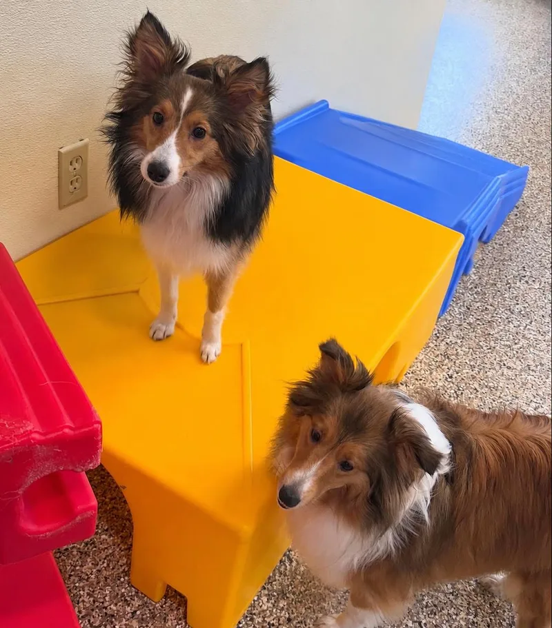 A young small-sized female Sable Shetland Sheepdog / Sheltie dog named Piper and Paisley for adoption in Portland, ME