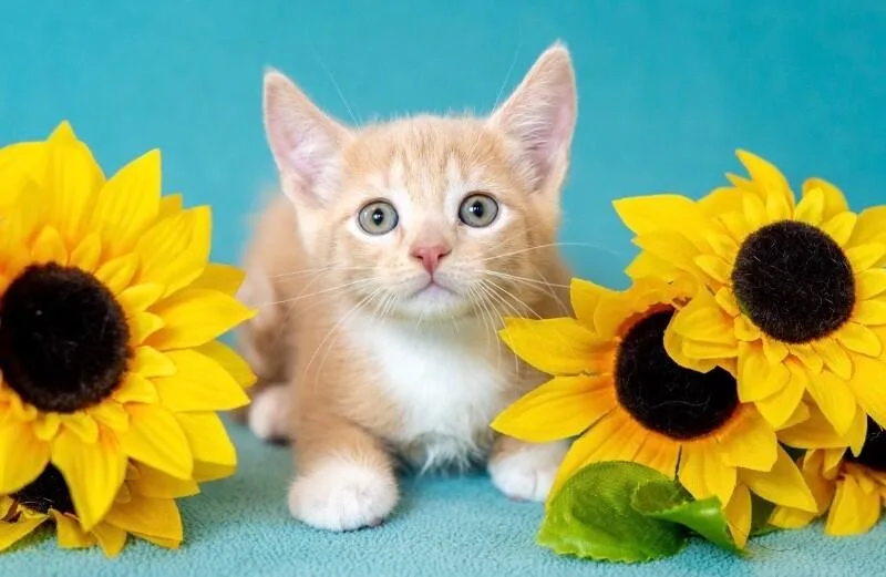 A young medium-sized male Buff / Tan / Fawn Domestic Short Hair cat named Shimmer for adoption in North Babylon, NY