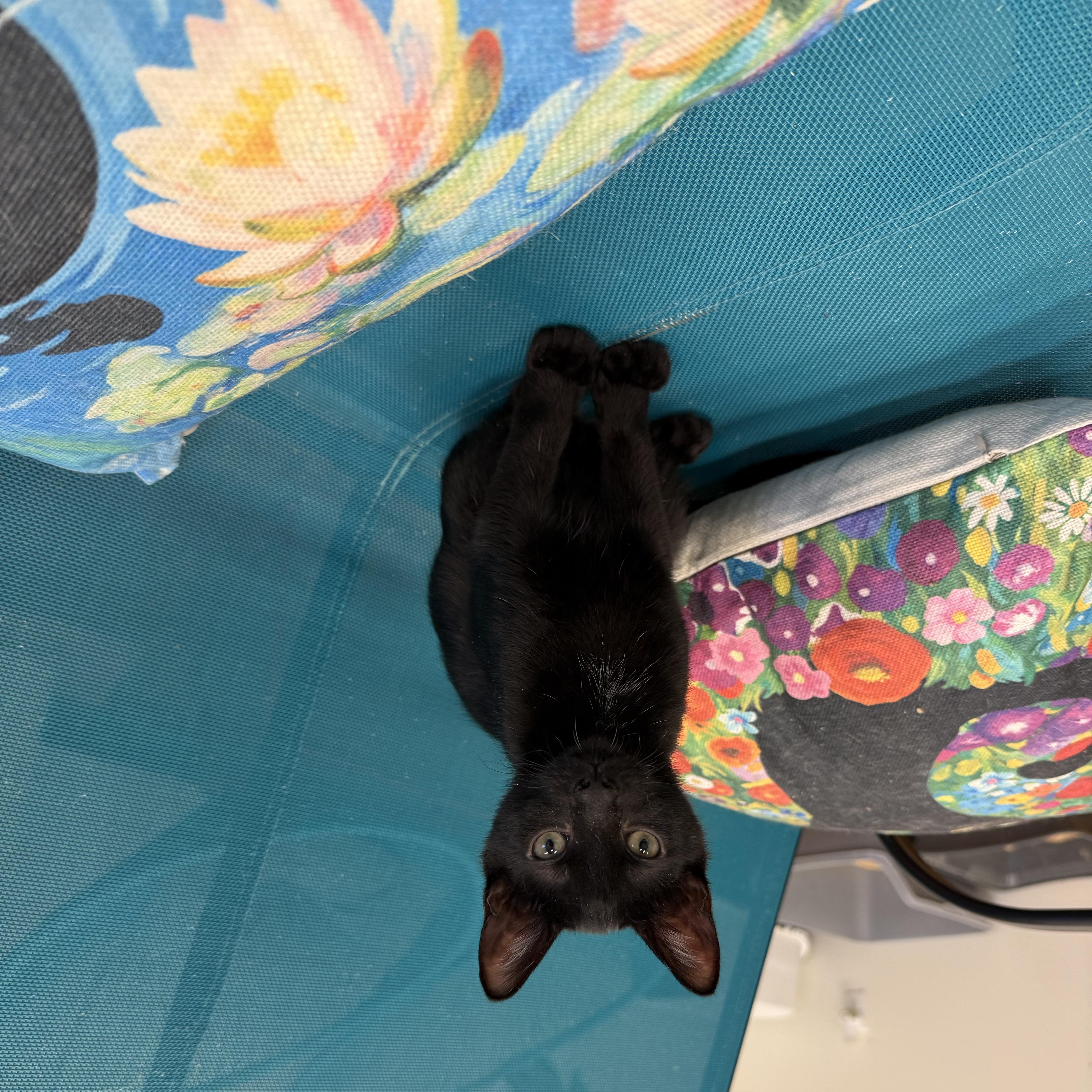 A baby large-sized male Black American Shorthair cat named Axwell & Kygo for adoption in Miami Beach, FL
