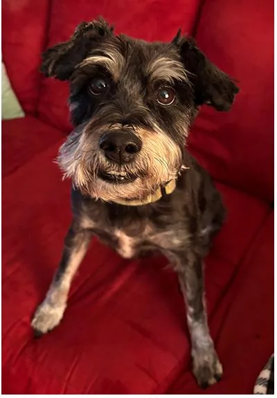 A senior small-sized female Black Miniature Schnauzer dog named Addee for adoption in Miamisburg, OH