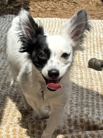 Butterbean thumbnail 2