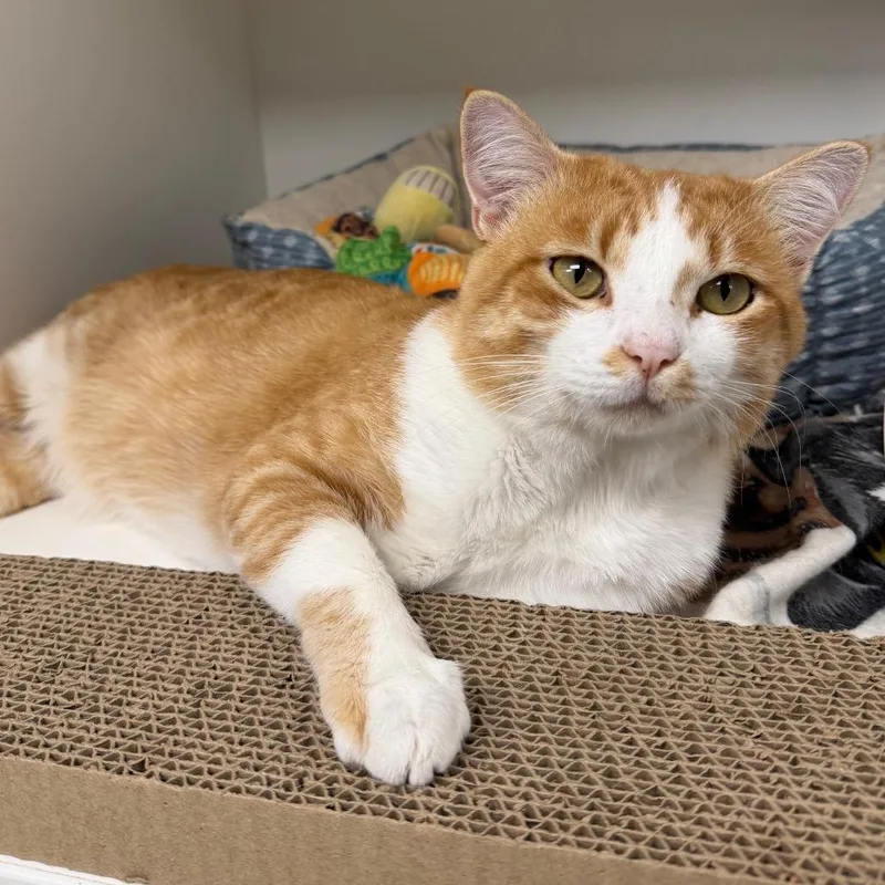 An adult small-sized male Domestic Short Hair cat named Toad for adoption in Stillwater, OK