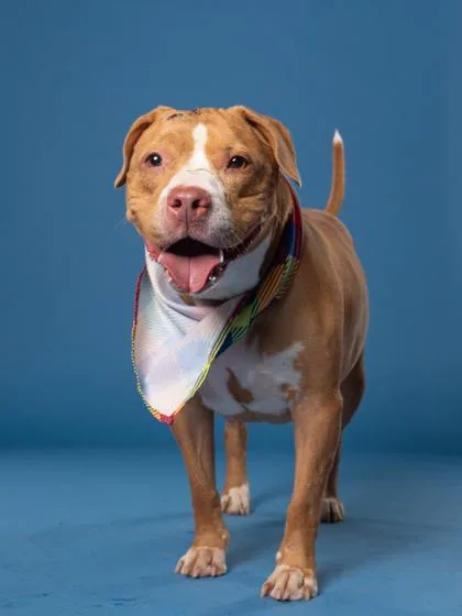 An adult large-sized female Pit Bull Terrier dog named Sue for adoption in Atlanta, GA