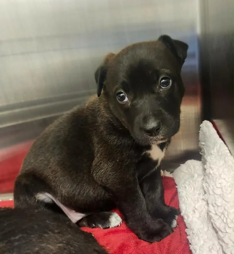 A baby medium-sized female Black Shepherd dog named Coralin for adoption in Frankfort, KY
