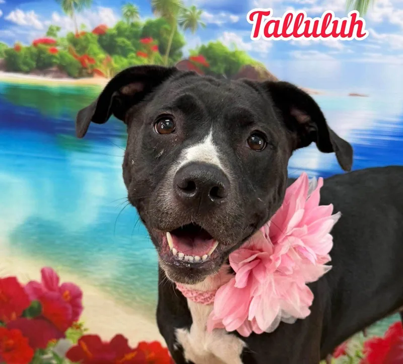 An adult medium-sized female Black Mixed Breed dog named Tallulah for adoption in Flint, MI
