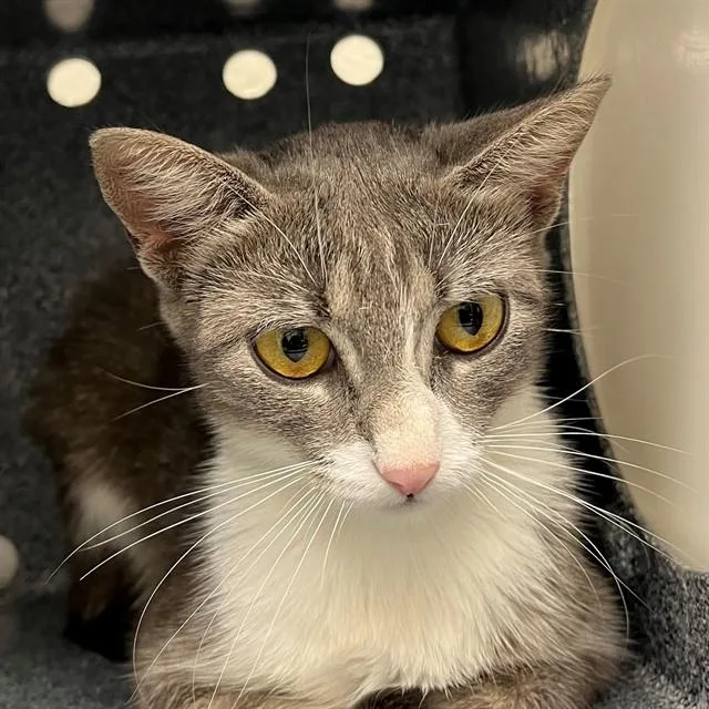 A young medium-sized female Domestic Short Hair cat named Sissy for adoption in Naples, FL