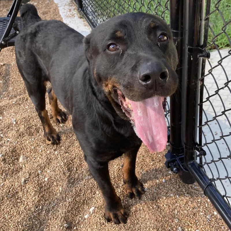 An adult large-sized female Black Rottweiler dog named Rose for adoption in Sand Springs, OK
