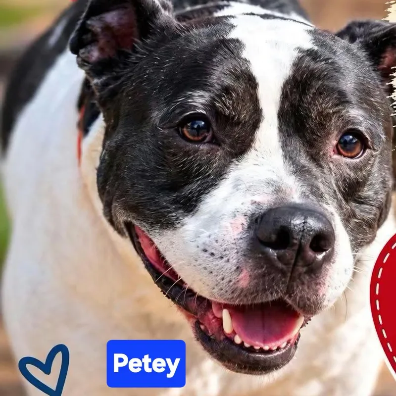 A senior large-sized male American Bulldog dog named Petey for adoption in Tunkhannock, PA