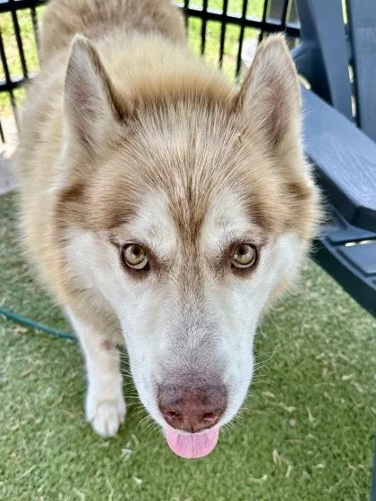 An adult large-sized male Red / Chestnut / Orange Siberian Husky dog named Oliver for adoption in Wichita, KS