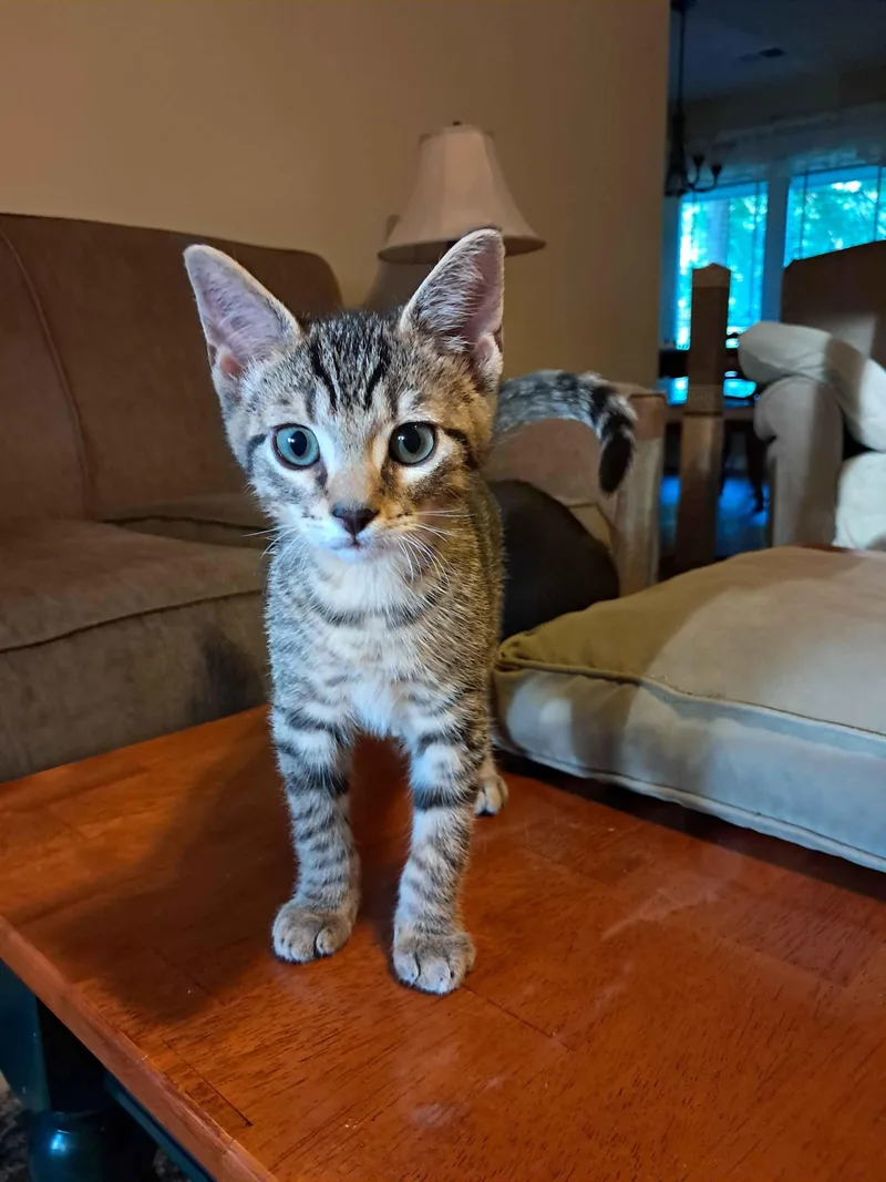 A baby medium-sized male Tabby (Buff / Tan / Fawn) Domestic Short Hair cat named Dandelion for adoption in Collierville, TN