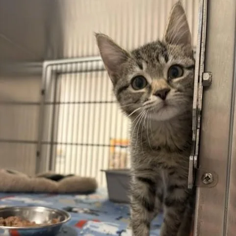A baby medium-sized female Domestic Short Hair cat named Beans for adoption in Allen, TX