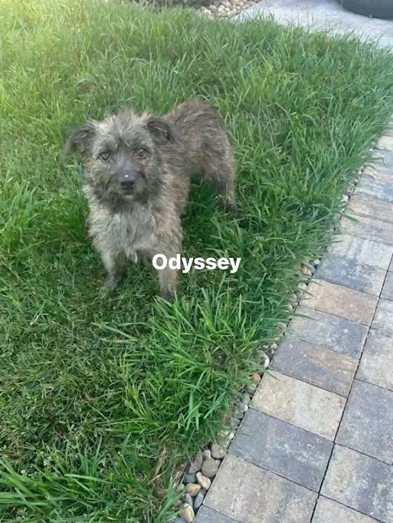 An adult small-sized female Cairn Terrier dog named Odessy for adoption in Winter haven, FL