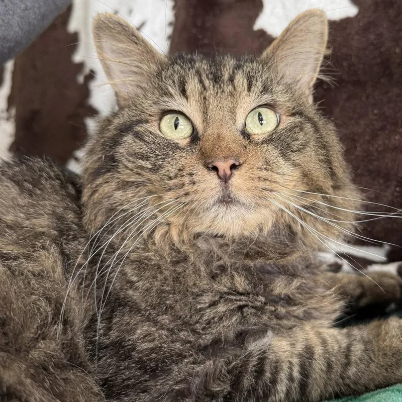 An adult medium-sized male Domestic Short Hair cat named Teddy for adoption in Dublin, OH