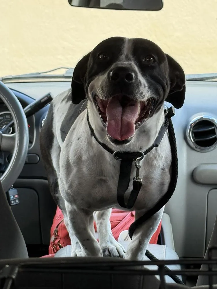 An adult medium-sized male Tricolor (Brown, Black, & White) Basset Hound dog named Owen for adoption in Lakeland, FL