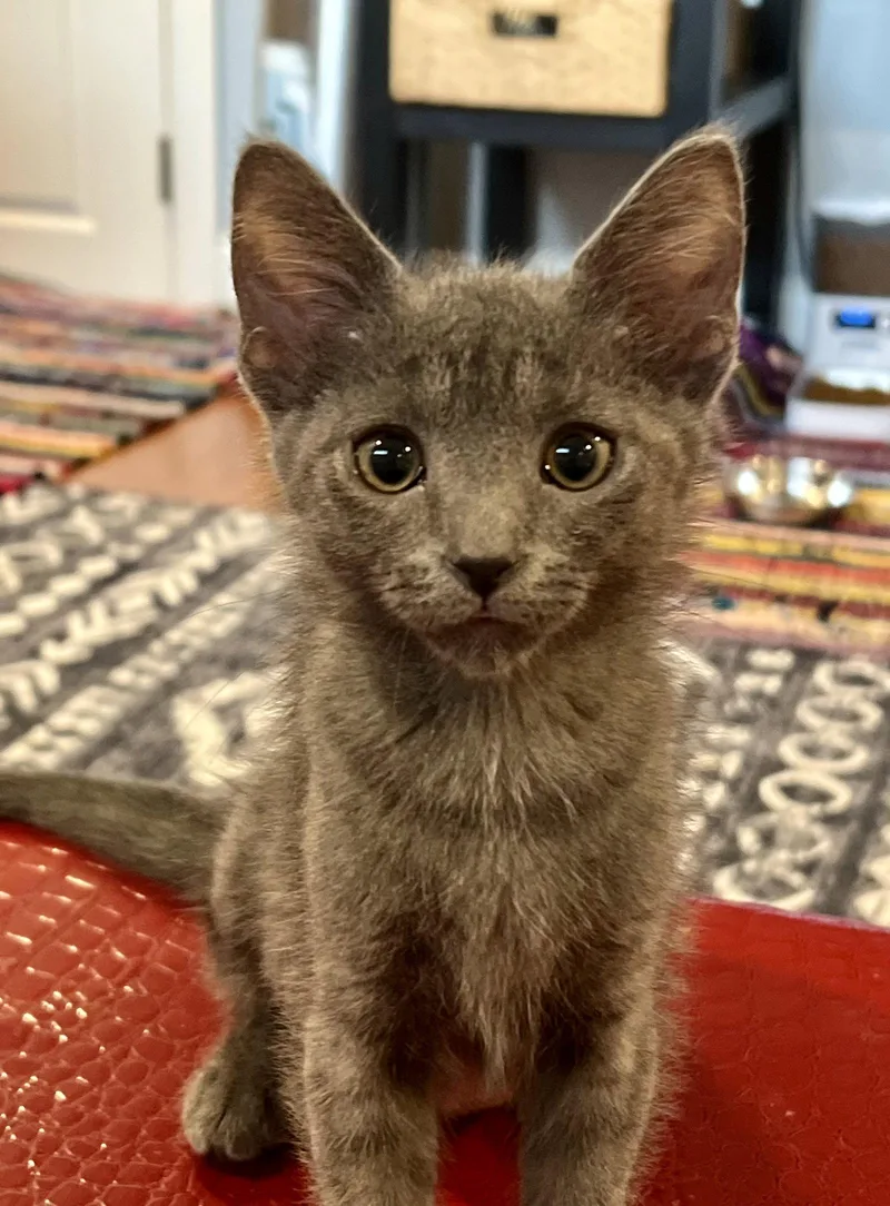 A baby medium-sized female Gray & White Domestic Short Hair cat named Willow for adoption in Wesley Chapel, FL