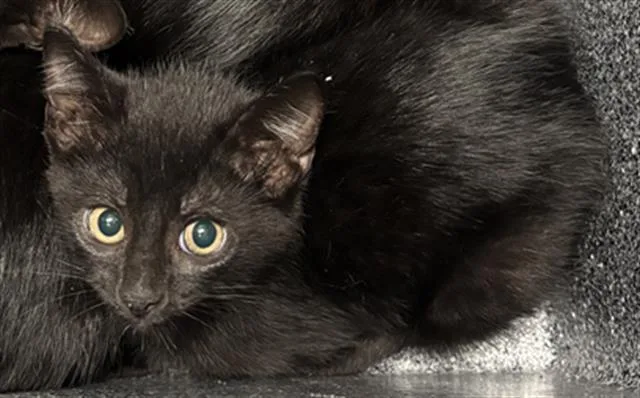 A baby large-sized female Domestic Short Hair cat named Riddler for adoption in Dallas, TX