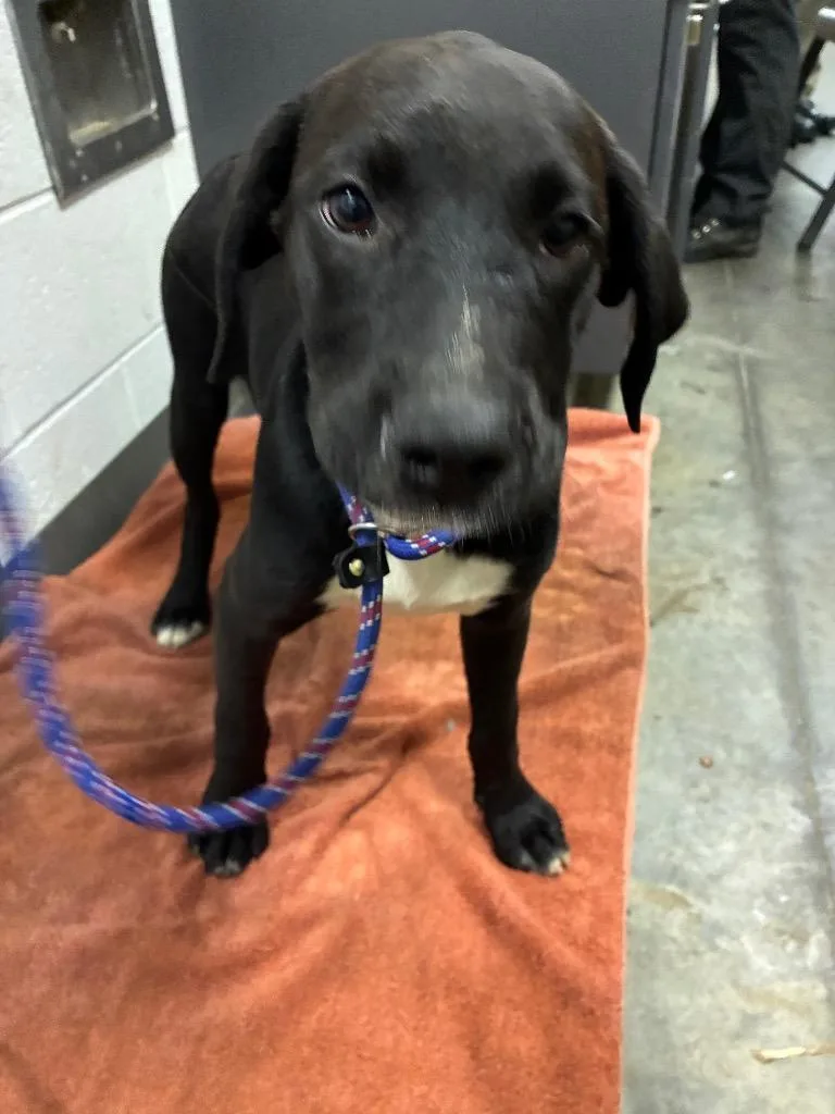 A baby large-sized female Mixed Breed dog named Lily for adoption in Oxford, NC