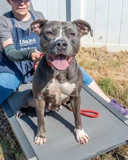 An adult large-sized female Mixed Breed dog named Arugula for adoption in Chamblee, GA