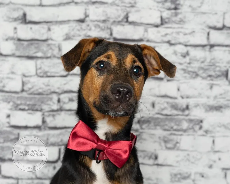 A baby medium-sized male Tricolor (Brown, Black, & White) Terrier dog named Bennie for adoption in Tuscaloosa, AL